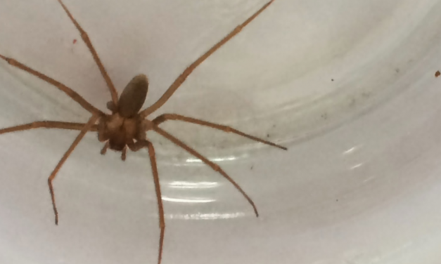 Innovan antídoto para veneno de araña violinista