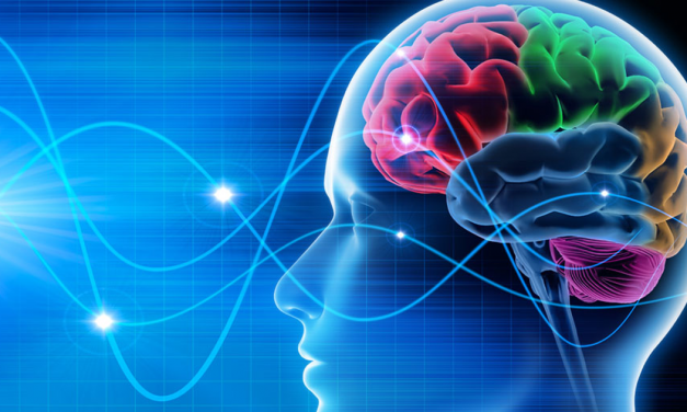 Logran mantener cerebro vivo