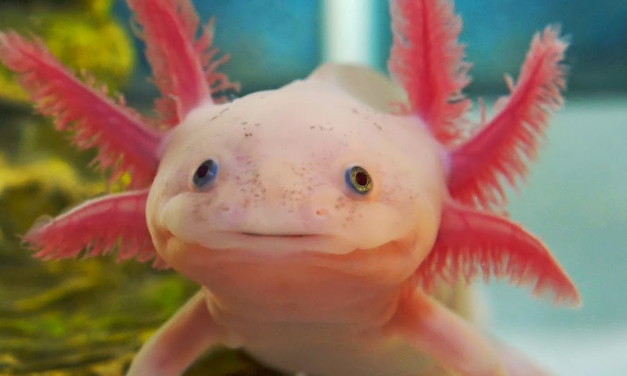 Este animal podría ayudar a los parapléjicos