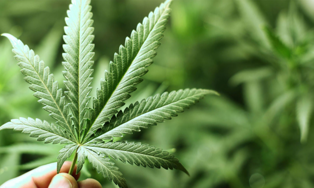 SCJN da amparo al uso lúdico de la mariguana