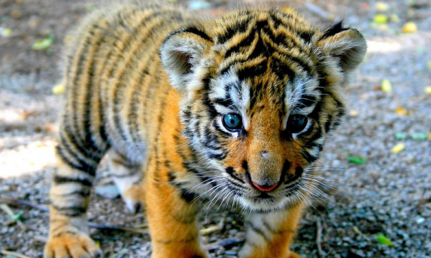 Rescatan a un tigre cachorro en la frontera