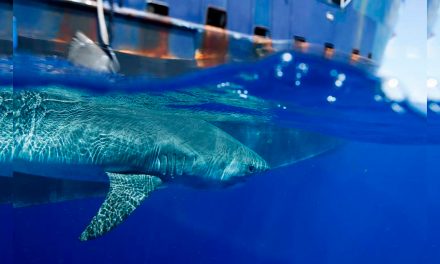 Hilton, el tiburón que “tuitea” su travesía por el océano