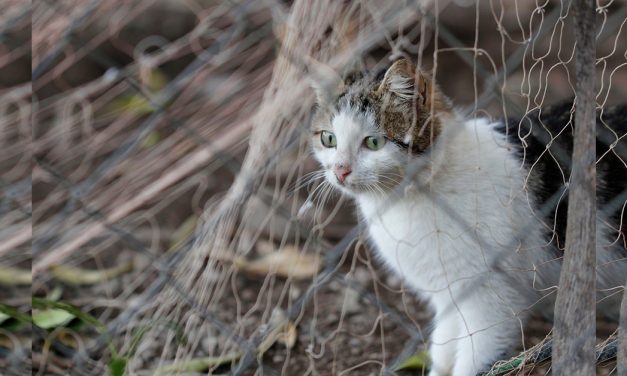 Detienen a gato “narcotraficante” que introducía drogas a prisión