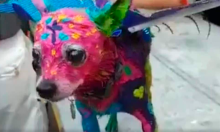 Mujer pinta a su perro como alebrije en Mérida