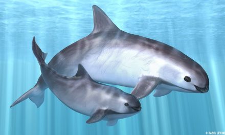 Vaquita marina no está extinta: científicos tras nuevos avistamientos