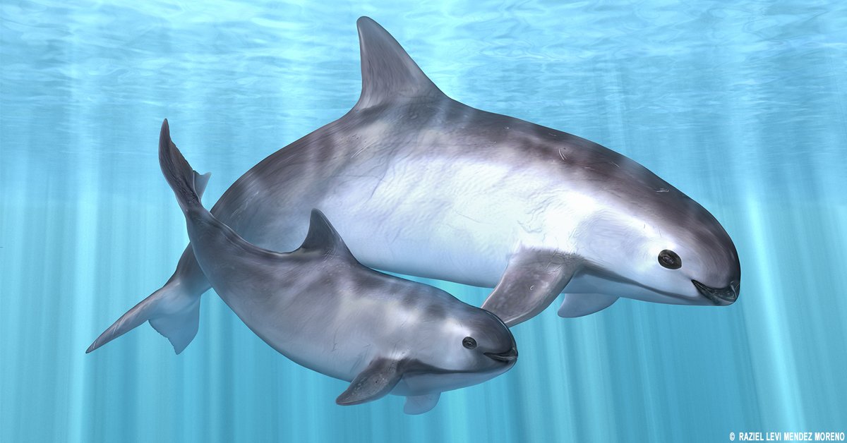 Vaquita marina no está extinta: científicos tras nuevos avistamientos