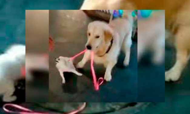 Un perro robándose otro perrito se hace viral