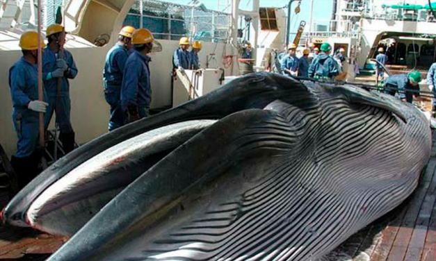 Permitirá Japón cacería de ballenas