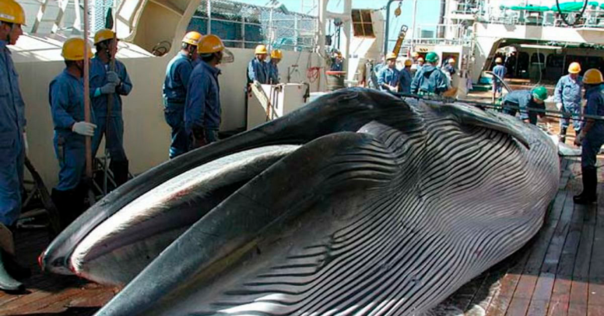 Permitirá Japón cacería de ballenas
