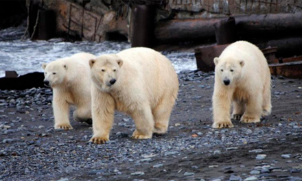 Invasión de osos polares: Poblado ruso se declara estado de emergencia