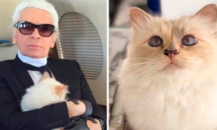 Una gata heredará fortuna de Karl Lagerfeld; modisto de Chanel