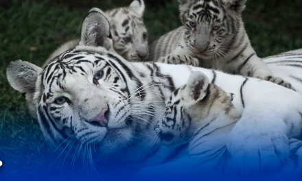 Nacen 3 tigres blancos en La Pastora