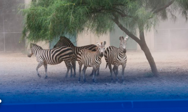 Nace cebra en zoológico La Pastora