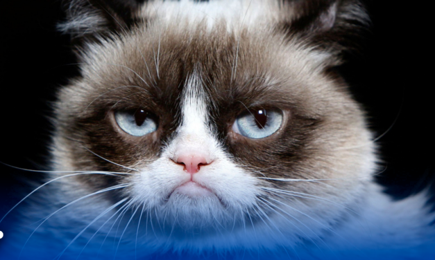 Muere Grumpy Cat, la gata más viral