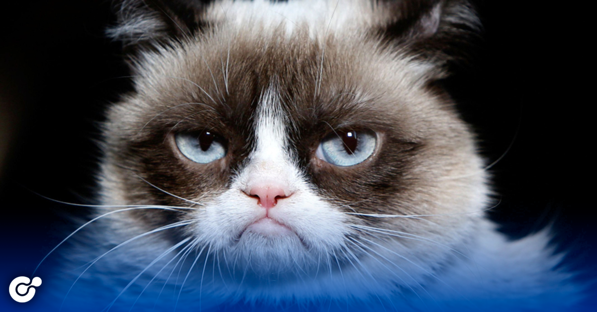 Muere Grumpy Cat, la gata más viral