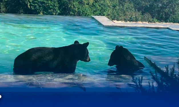 Se bañan Osos en alberca de San Pedro