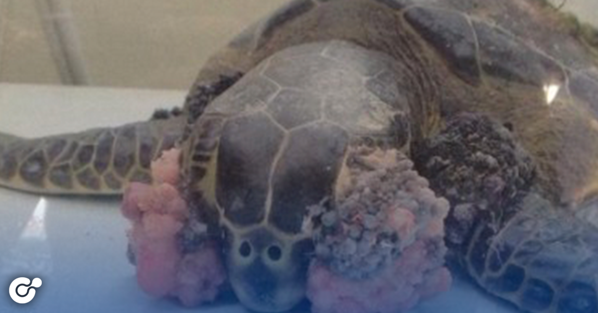 Encuentran en sonora docenas de tortugas con tumores.