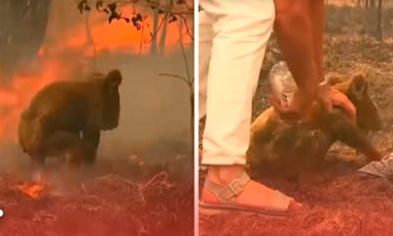 Mujer rescata a koala de morir quemado en un incendio