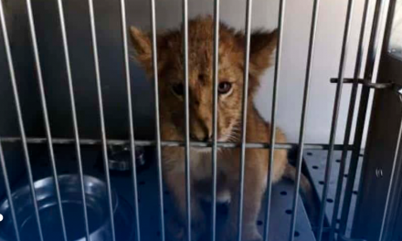 Rescatan a cachorro de león abandonado en Santiago