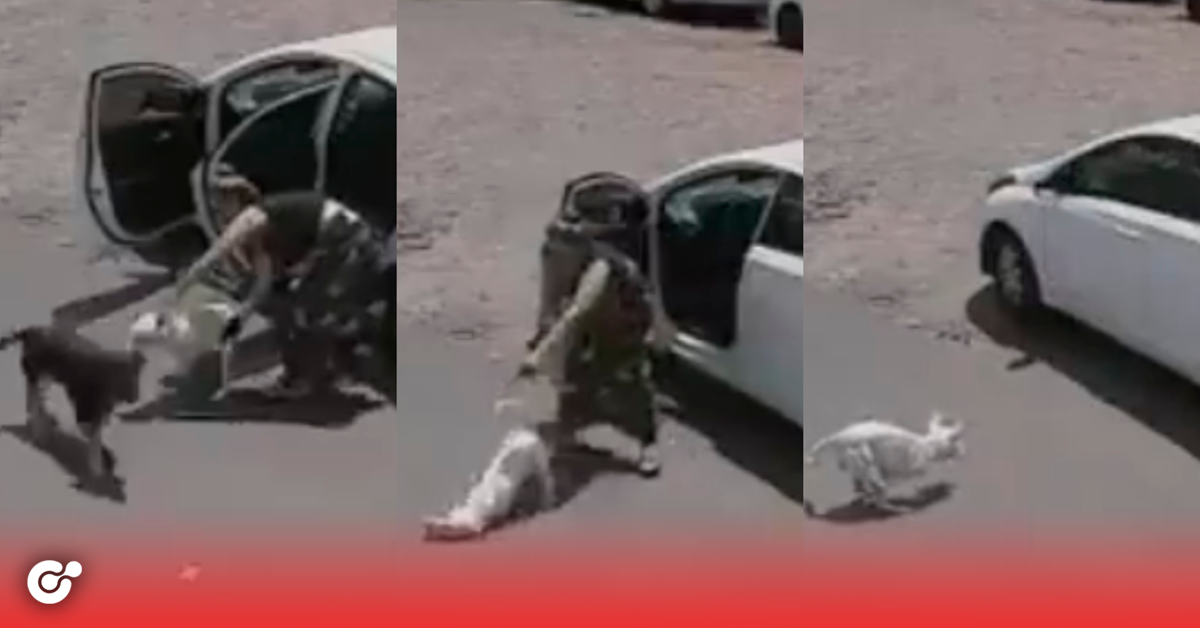 Mujer abandona a perrito discapacitado que no podía ni pararse en sus patitas 😢