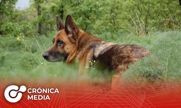Muere el primer perro en dar positivo por Covid-19 en Estados Unidos
