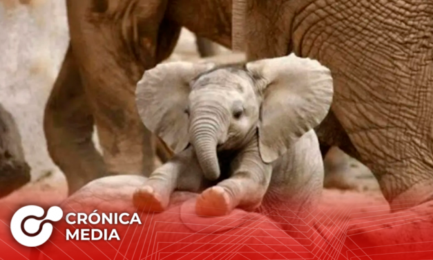 Hoy se celebra el Día Mundial del Elefante