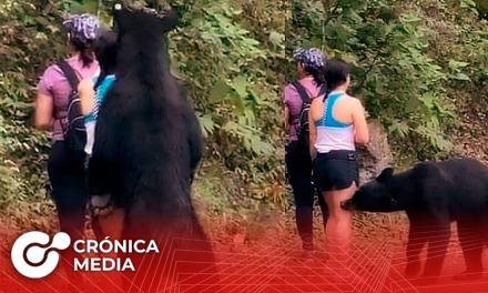 Autoridades atrapan al oso de Chipinque en una privada