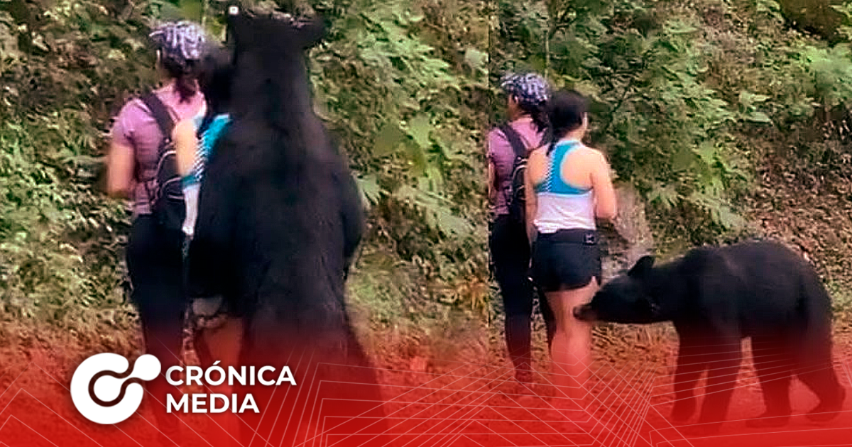 Autoridades atrapan al oso de Chipinque en una privada