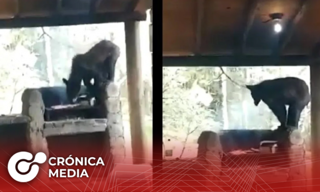 Oso roba carne asada en Nuevo León