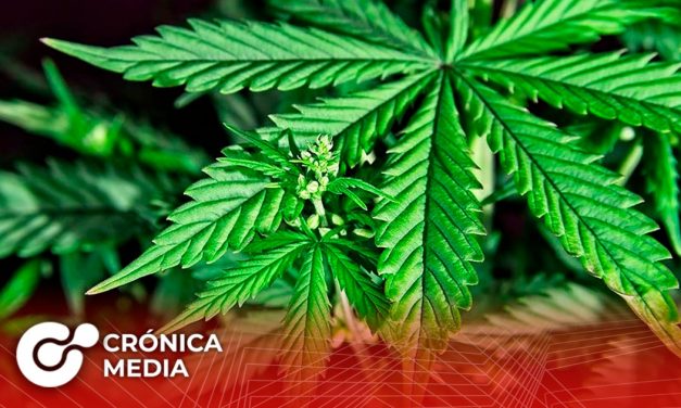 Uso lúdico de la Marihuana es aprobado por el Senado