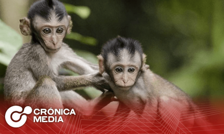 14 de diciembre: Día mundial del Mono