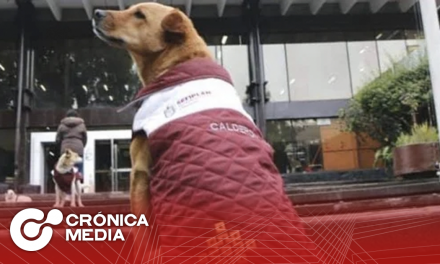 Secretaría de Finanzas de Veracruz pone chalecos a perritos por frío