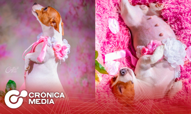 Sesión de fotos de perrita embarazada se vuelve viral