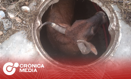 Rescatan a buey atrapado en alcantarilla en García, NL